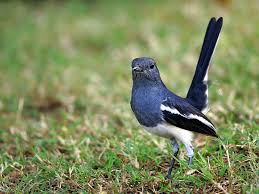 Magpie-robin
