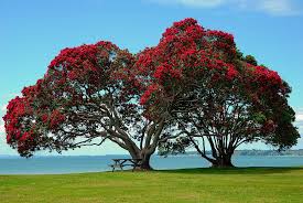 pohutakawa