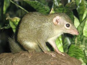 treeshrew