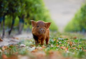 yealands_pig_tall-jpg-653x0_q80_crop-smart
