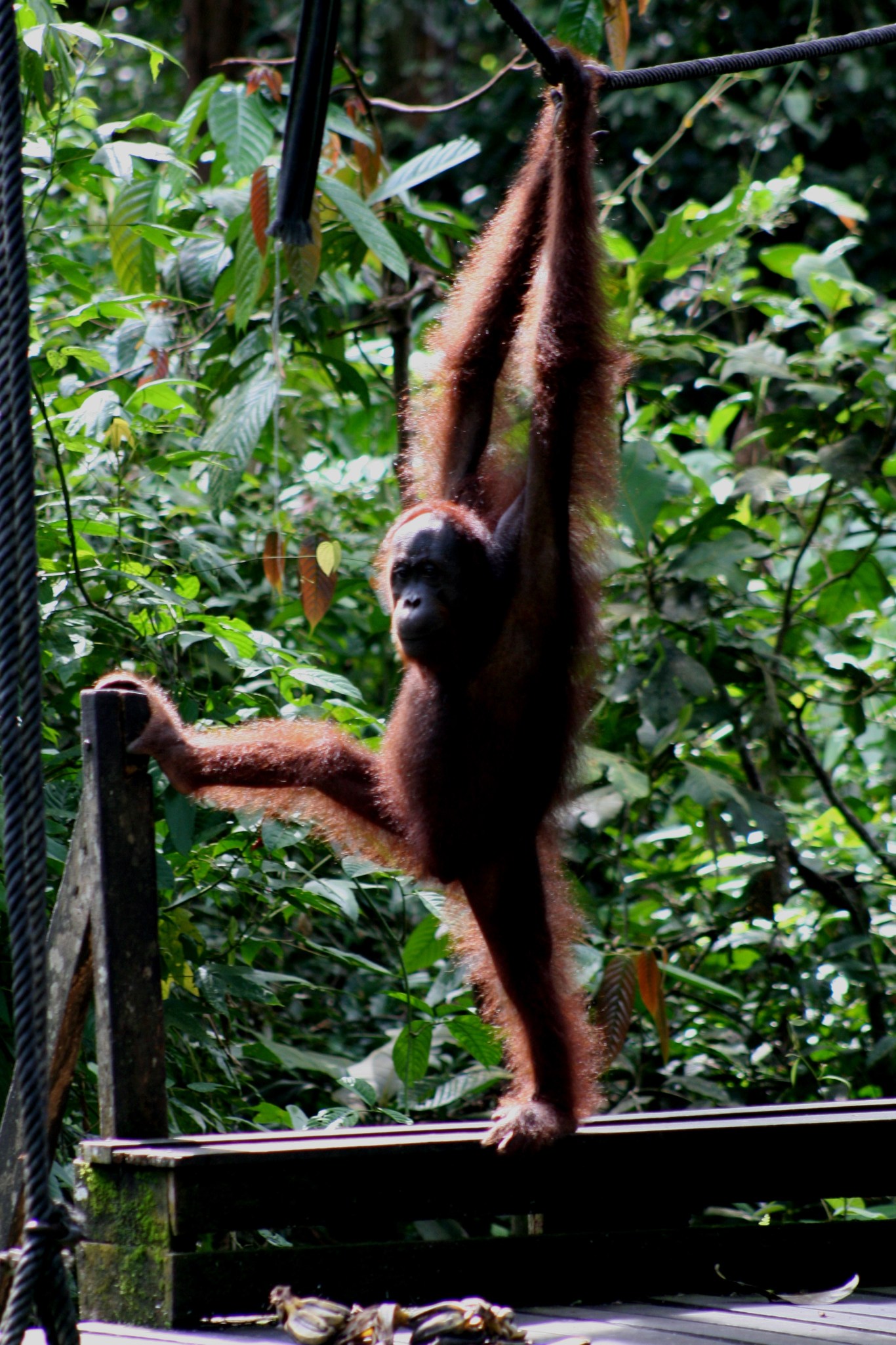Acrobatic orangutan